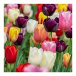 We are always blooming