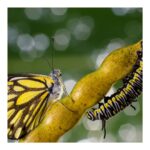 Caterpillar Or Butterfly?